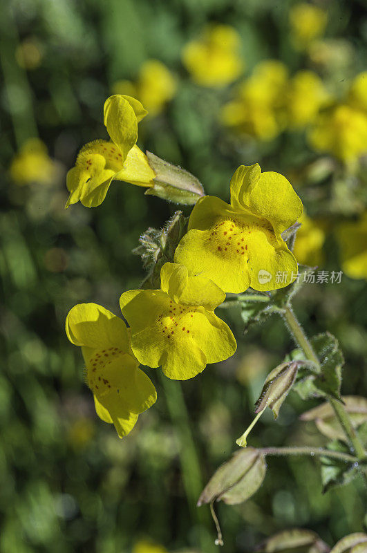 毛Erythranthe guttata，俗称seep monkeyflower和common yellow monkeyflower，是一种黄色的蜜蜂传粉的一年生或多年生植物。它以前被称为Mimulus guttatus。Modini Mayacamas保护区，索诺马县，加利福尼亚州。Phrymacea